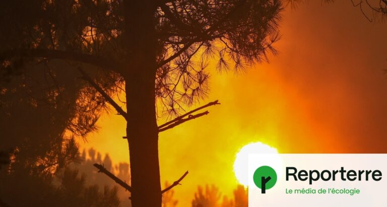 Le changement climatique augmente la fréquence des feux de forêt dans plusieurs régions.