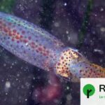 L’acidification des océans réduit la taille du cerveau des calmars, selon des chercheurs.