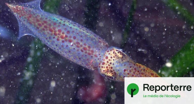 L’acidification des océans réduit la taille du cerveau des calmars, selon des chercheurs.
