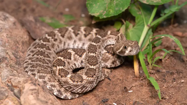 Des scientifiques réfutent un mythe dangereux sur les serpents à sonnette pour bébés.