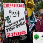 Chlordécone : 500 parties civiles saisissent la Cour de cassation pour contester la décision.