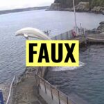 Une femelle béluga échappée d’un centre de recherche retrouvée près de son petit.