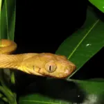 La diversité génétique cachée des serpents arboricoles a facilité leur expansion à Guam.