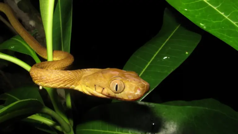 La diversité génétique cachée des serpents arboricoles a facilité leur expansion à Guam.