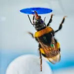 Des abeilles bourdons réussissent un test d’intelligence classique, surprenant les chercheurs.