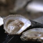 Seulement 5% des huîtres plates survivent face à un poisson prédateur en France.