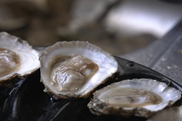 Seulement 5% des huîtres plates survivent face à un poisson prédateur en France.