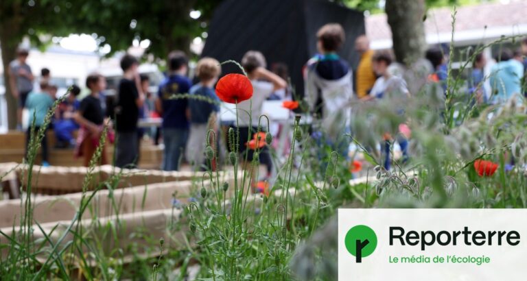Bordeaux : le maire abandonne le projet de cours d’école végétalisées en pleine canicule.