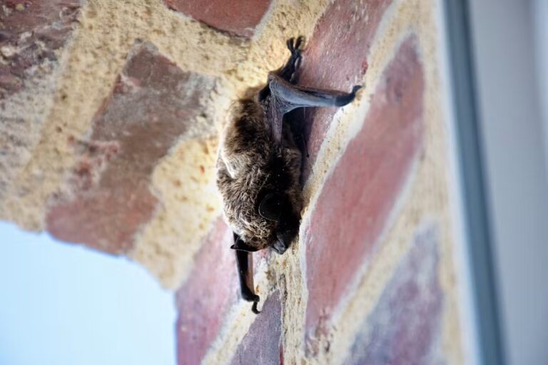 Rage chez des enfants aux États-Unis : les mesures à prendre après un contact avec une chauve-souris