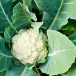 Chou-fleur au dîner : avantages nutritionnels et conseils pour éviter l&rsquo;inconfort digestif.