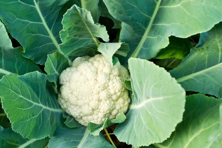 Chou-fleur au dîner : avantages nutritionnels et conseils pour éviter l’inconfort digestif.