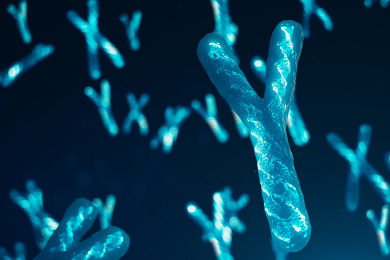 Le chromosome Y face à une menace : une découverte scientifique remet en question sa pérennité.