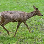 Civet de chevreuil : recette et bonnes pratiques de préparation en France