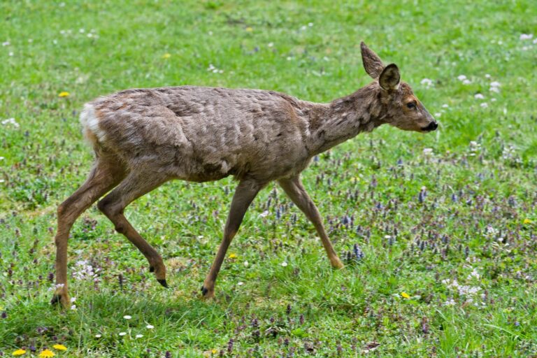 Civet de chevreuil : recette et bonnes pratiques de préparation en France