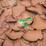 Les orchidées, dernières plantes survivantes dans 1,8 milliard d’années selon des chercheurs.
