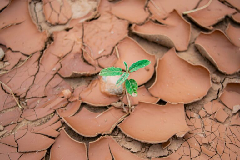 Les orchidées, dernières plantes survivantes dans 1,8 milliard d’années selon des chercheurs.