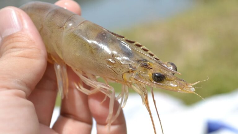 Des crevettes en apesanteur soulignent les défis de l’alimentation spatiale pour les astronautes.