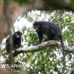 Nouvelle espèce de singe aux lèvres orange découverte en RDC, révélant la biodiversité cachée.
