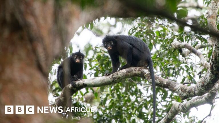 Nouvelle espèce de singe aux lèvres orange découverte en RDC, révélant la biodiversité cachée.