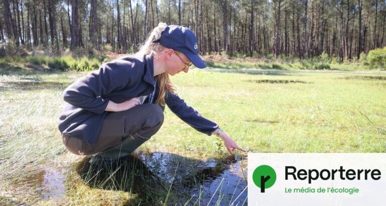 Transformée en lagune, une ancienne décharge des Landes améliore la biodiversité locale.