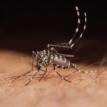 Deux cas de dengue en France : symptômes à surveiller chez les enfants.