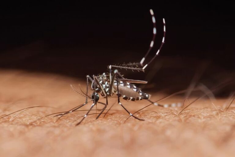Deux cas de dengue en France : symptômes à surveiller chez les enfants.