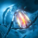 Une mutation chez les chauves-souris pourrait transformer les virus en menaces pour l’homme.