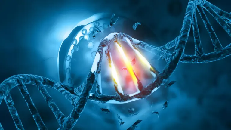 Une mutation chez les chauves-souris pourrait transformer les virus en menaces pour l’homme.