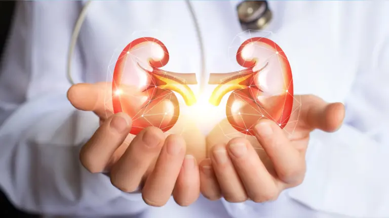 Une nouvelle molécule pourrait prolonger la fonction rénale chez des millions de patients.