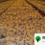 Canicule en France : près de 700 000 poules pondeuses mortes dans les élevages.
