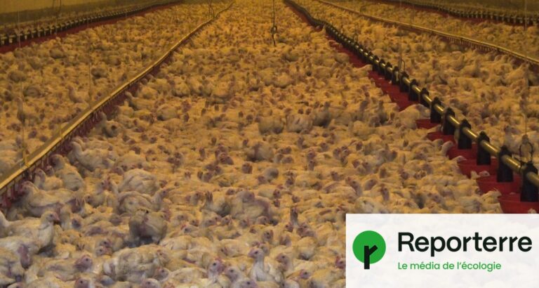 Canicule en France : près de 700 000 poules pondeuses mortes dans les élevages.