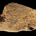 Des outils en os d&rsquo;éléphant vieux de 500 000 ans révèlent l&rsquo;habileté des humains anciens.
