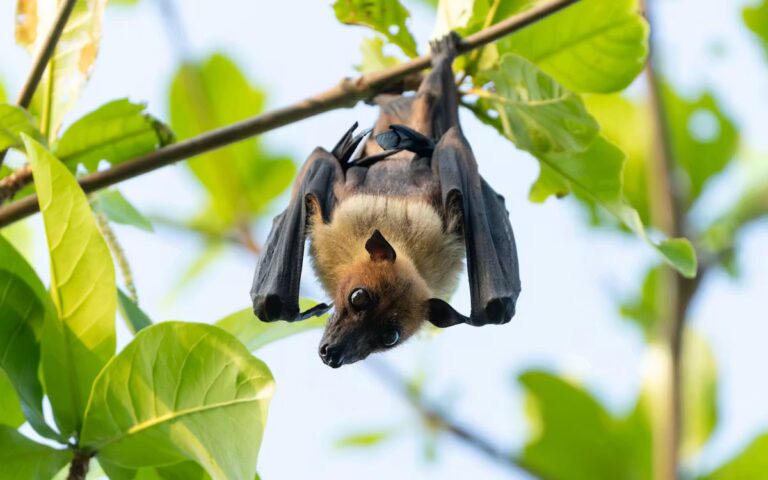Une fillette de 6 ans mordue par une chauve-souris enragée, risques de transmission du virus.