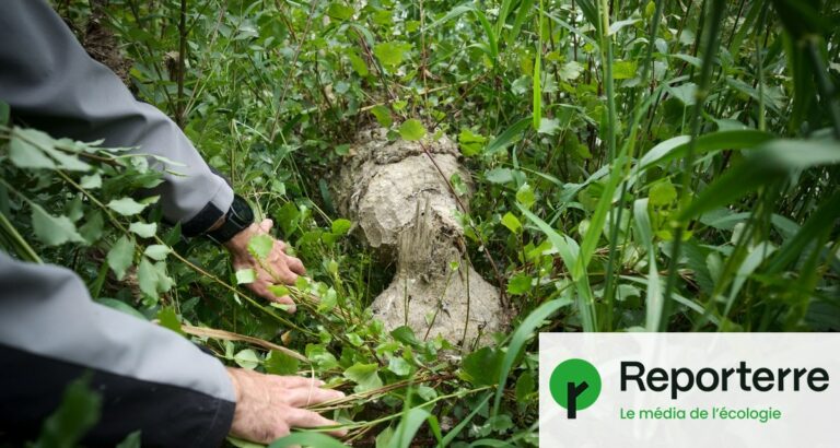 Le castor, espèce protégée, réapparaît dans les rivières françaises pour lutter contre les incendies.
