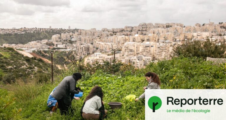 « Reconstruction du musée d’histoire naturelle de Palestine comme acte de résistance »