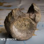 Découverte du premier os de dinosaure en Antarctique dans un tiroir de musée.