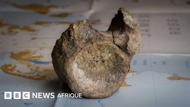 Découverte du premier os de dinosaure en Antarctique dans un tiroir de musée.