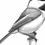 David Sibley présente une méthode pour dessiner des oiseaux avec précision.