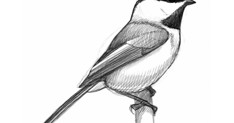 David Sibley présente une méthode pour dessiner des oiseaux avec précision.