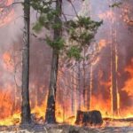 Élection présidentielle : candidats demandent au gouvernement d&rsquo;agir face aux feux de forêt
