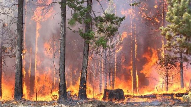 Élection présidentielle : candidats demandent au gouvernement d’agir face aux feux de forêt