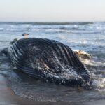 Canicule marine en Californie : baleines en danger, pélicans affamés et requins en hausse