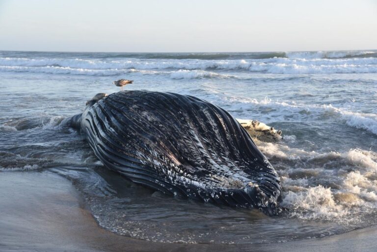 Canicule marine en Californie : baleines en danger, pélicans affamés et requins en hausse