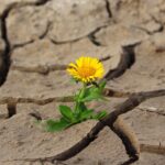 Sécheresse en France : stratégies d’adaptation pour les agriculteurs et les collectivités.