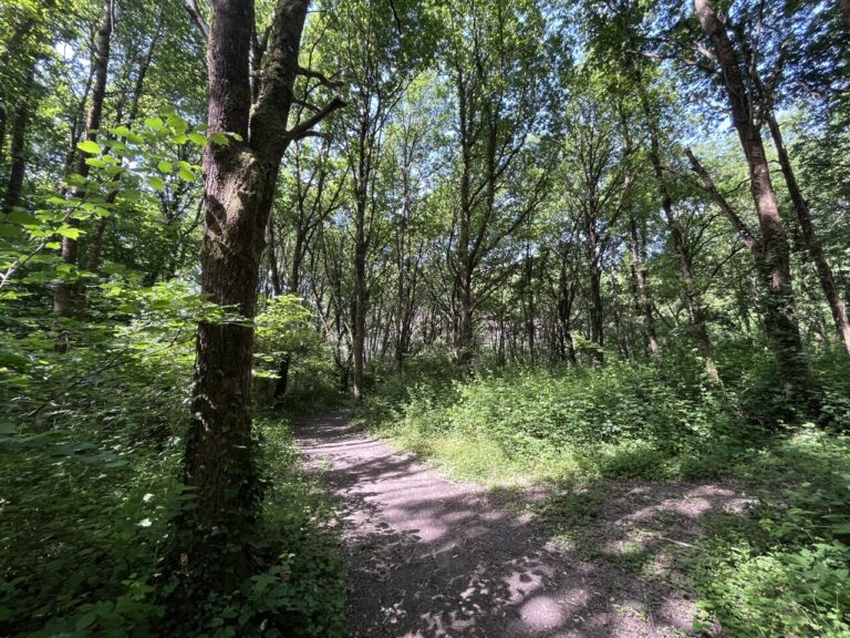 Accès restreints dans une partie de la forêt domaniale d’Orléans en raison du risque incendie