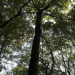 La forêt française affectée par les chocs climatiques et ses conséquences écologiques.