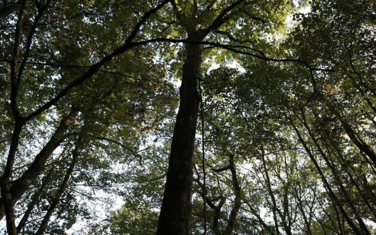 La forêt française affectée par les chocs climatiques et ses conséquences écologiques.