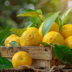 Liste des fruits commençant par Y : exploration des variétés peu connues dans le monde.