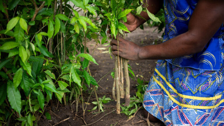 L’iboga au Gabon : une solution potentielle contre la dépendance aux opiacés