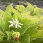 Des scientifiques observent des répétitions évolutives aux îles Galápagos.